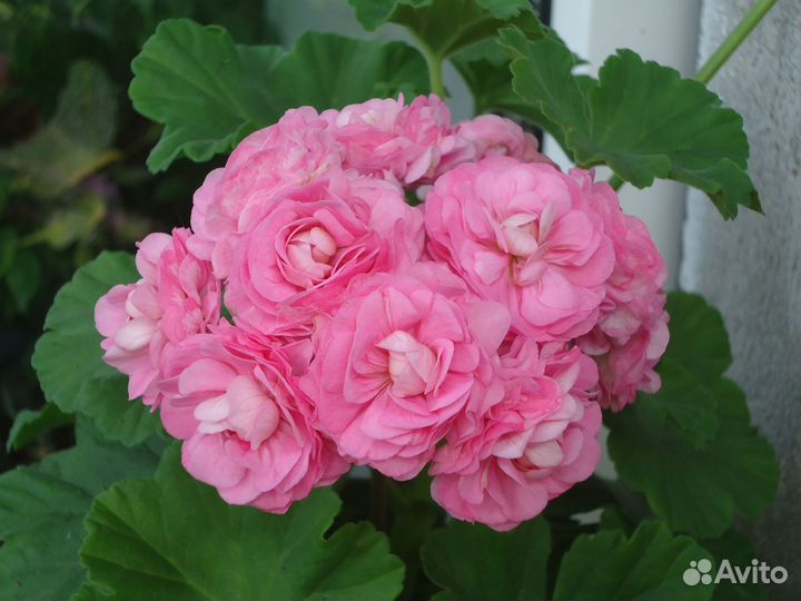 Пеларгония Australian Pink Rosebud