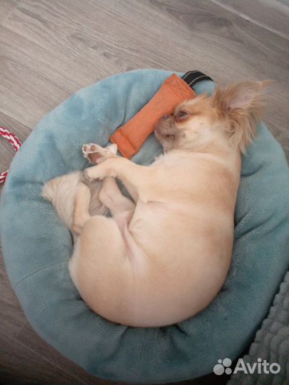 Передержка животных