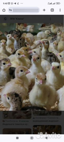 Цыплята, гусята, утята, бройлеры, индюшата