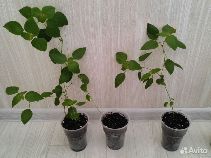 Акалифа (лисий хвост)