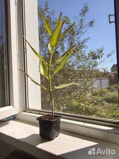 Каланхоэ лечебное