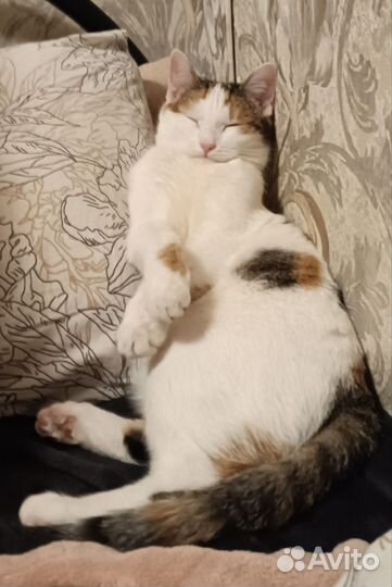 Кошка в хорошие руки