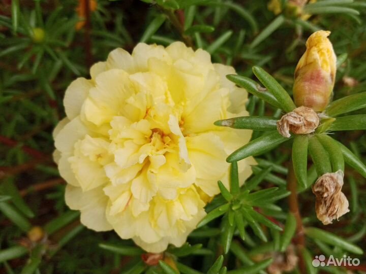 Портулак семена