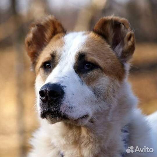 Среднеазиатская овчарка