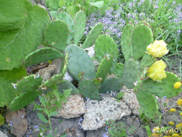 Кактус опунция зимостойкий плоды цветы уличный