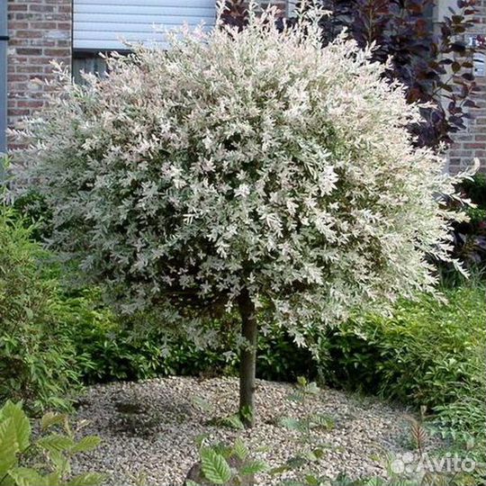 Продам Иву японскую Хакуро-Нишики на штамбе