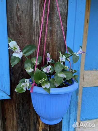 Традесканция 