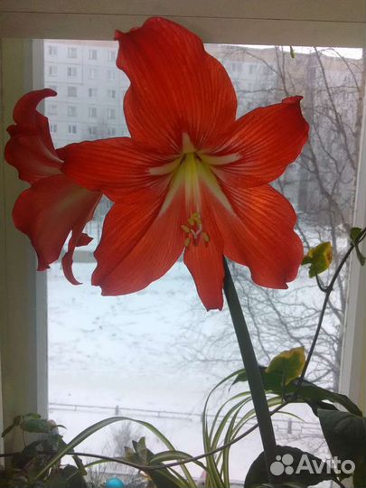 Цветок гиппеаструм-амариллис