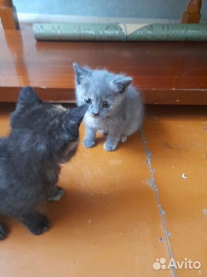 Кошка в дар бесплатно