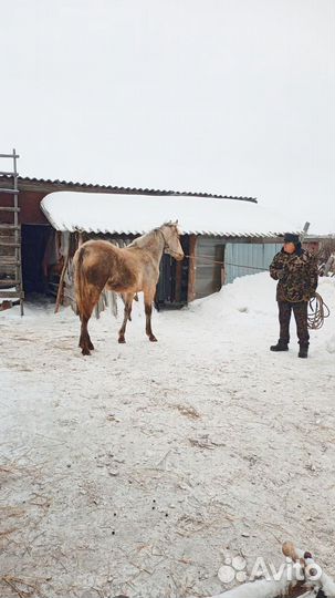Продам кобылку 11 месяцев