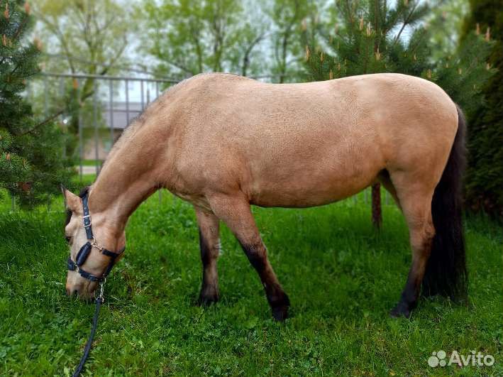 Недоуздок для лошади