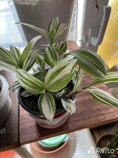 Традесканция трехцветная