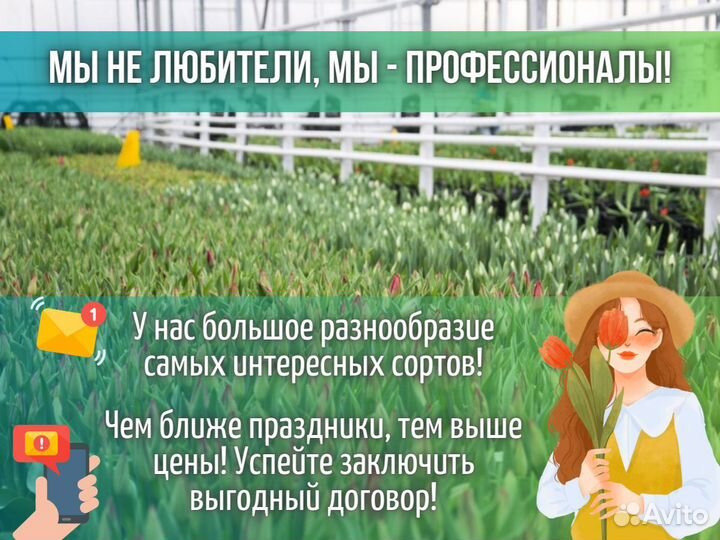 Тюльпаны оптом к 8 марта
