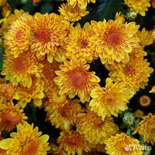 Дубки с закрытой корневой системой