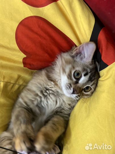 Котенок Фрейя ищет семью