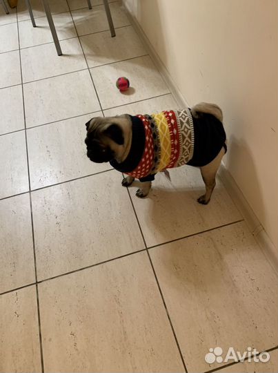 Одежда на собаку