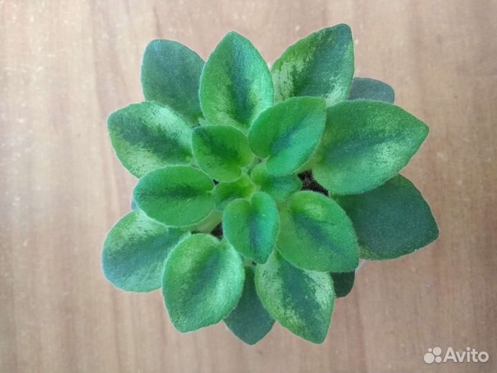 Фиалки мини