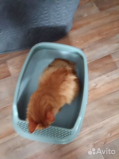 Лоток для кошек большой