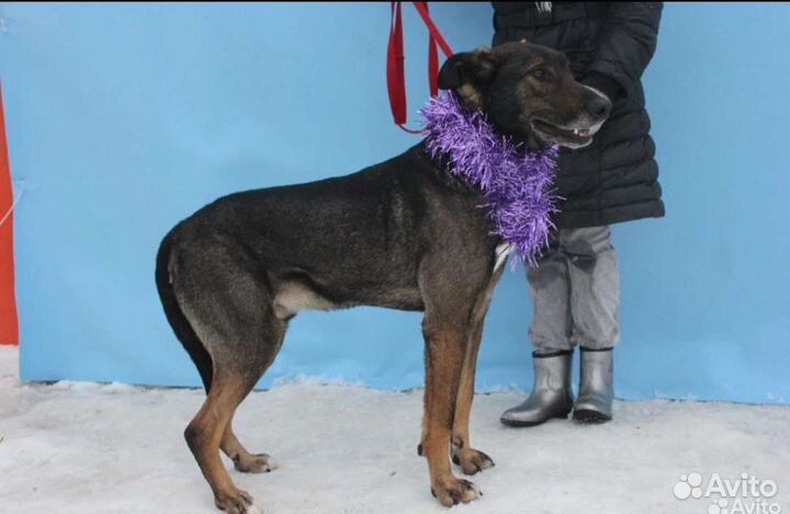 Заберите собаку из приюта домой