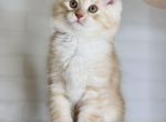 Сибирский котенок мальчик