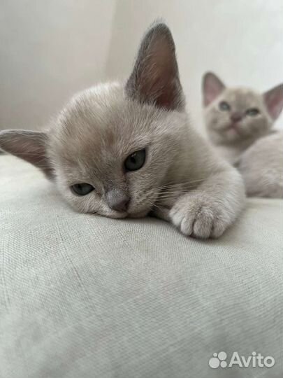 Бурма вязка WCF