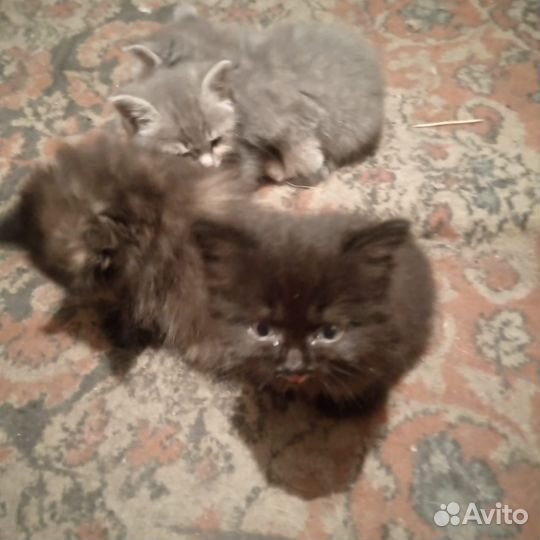 Кошка в дар бесплатно