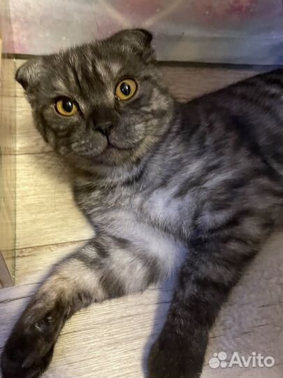 Отдам котика кота