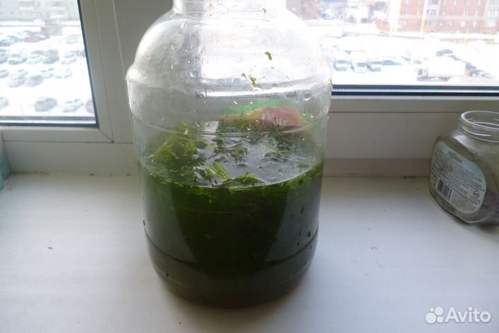 Роголистник, аквариум,рыбки полугаи