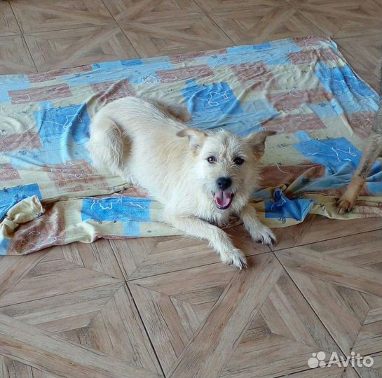 Собака в добрые руки