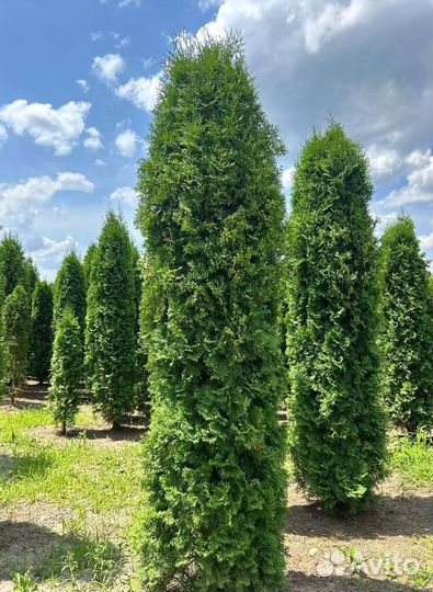 Туя колумна напрямую из питомника