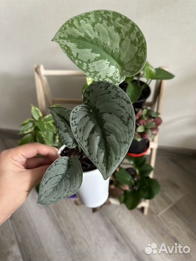 Комнатные растения цветы