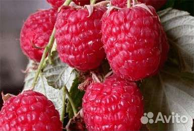 Ремонтантная малина Геракл