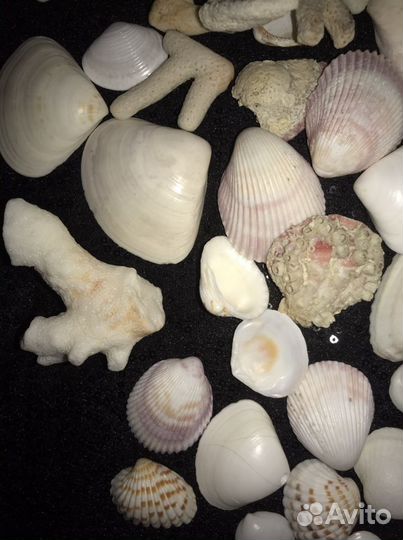 Морские ракушки
