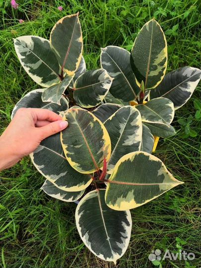 Монстера, филодендрон, фикус, сциндапсус, герань