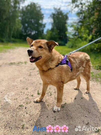 Собака Моня ищет себе верную семью