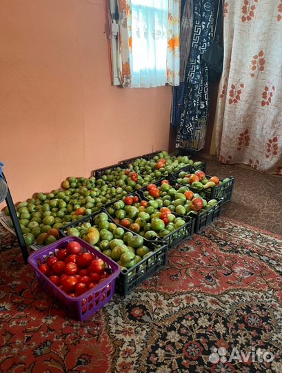 Рассада помидоров томатов