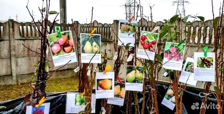 Саженцы плодовых и ягодных культур