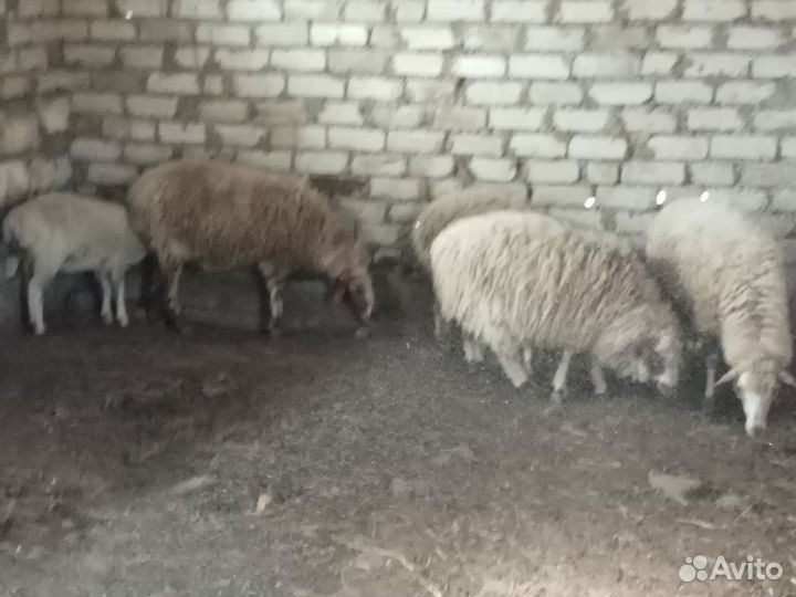 Продаются овцы, бараны
