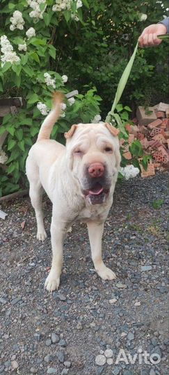 Собака шарпей