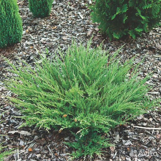 Можжевельник стелющийся в ассортименте