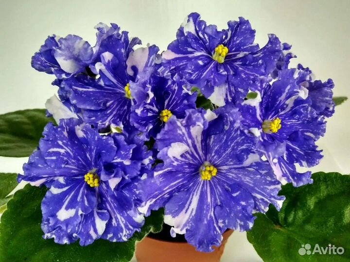 Наборы деток фиалочек