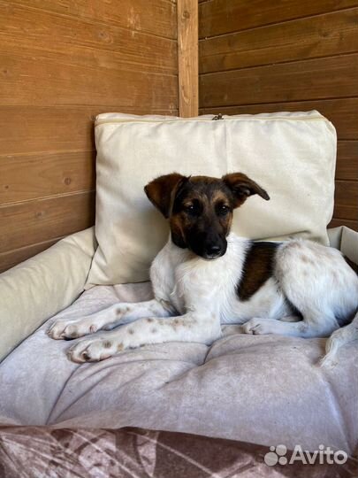 Щенок мальчик помесь курцхаара