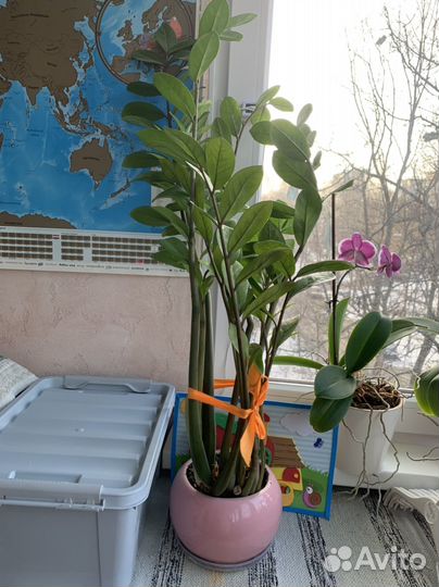 Замиокулькас