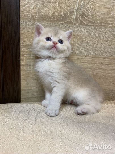Котята британской шиншиллы