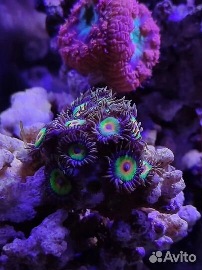 Морские кораллы