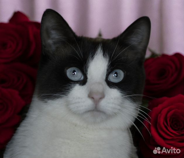 Кошка Маня ищет семью