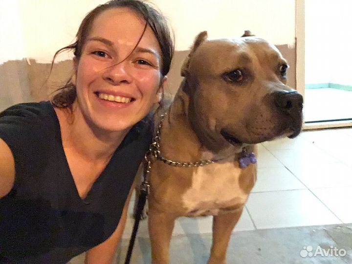 Передержка собак разных пород