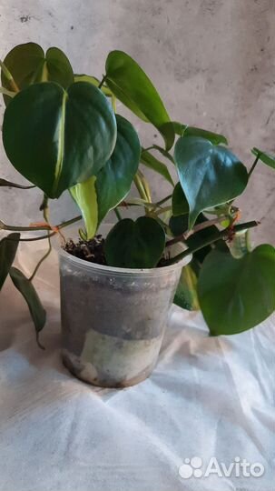 Филодендрон бразил