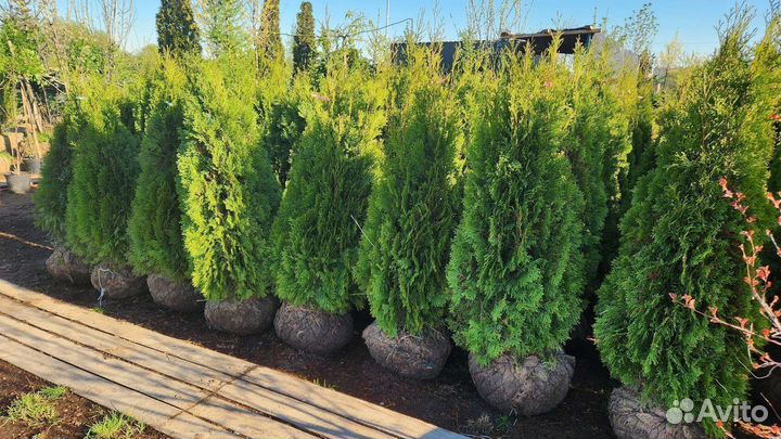 Туя кубанский изумруд