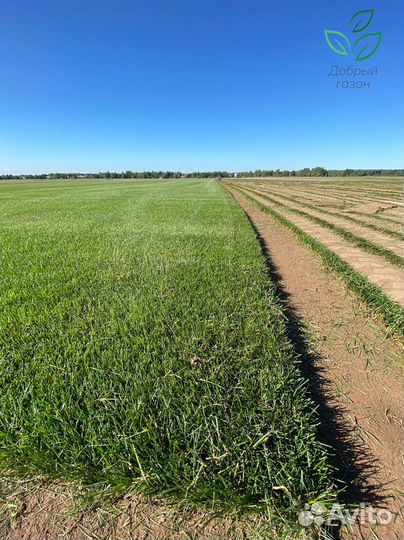 Рулонный газон